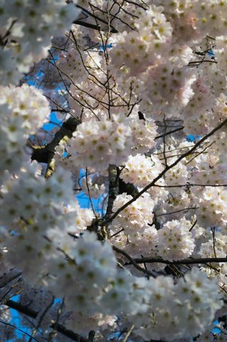 Cherry blossoms at the Tidal Basin · 10
