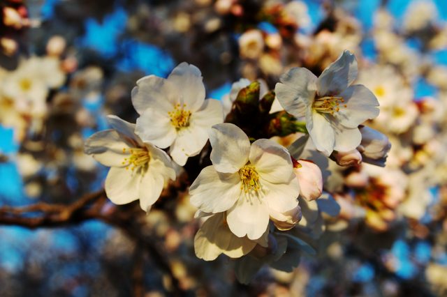 Cherry blossoms at the Tidal Basin · 11