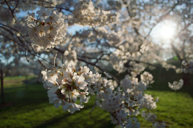Cherry blossoms at the Tidal Basin · 01