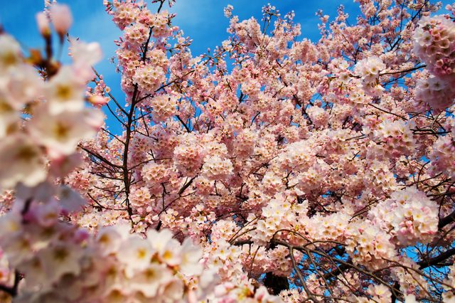Cherry blossoms at the Tidal Basin · 13