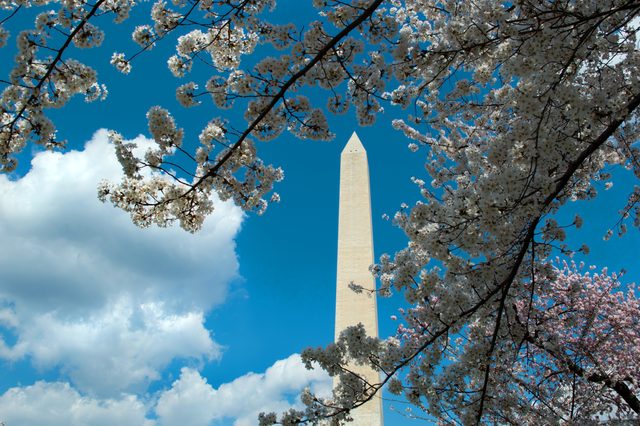 Cherry blossoms and the Washington Monument · 03