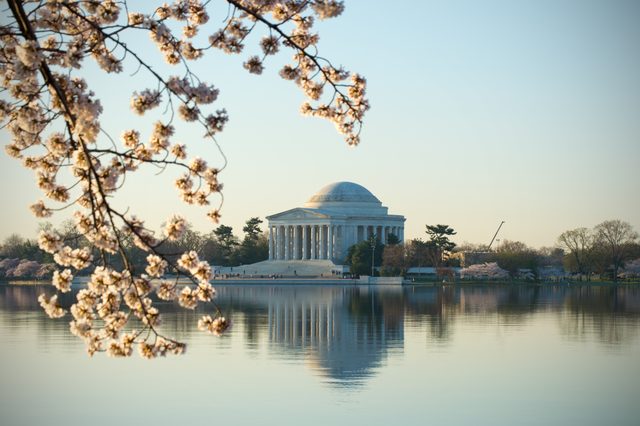 Cherry blossoms at the Tidal Basin · 05