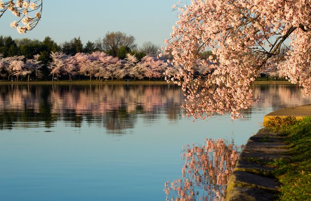 Cherry blossoms at the Tidal Basin · 04